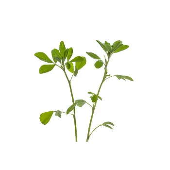 Dried Fenugreek Leaves